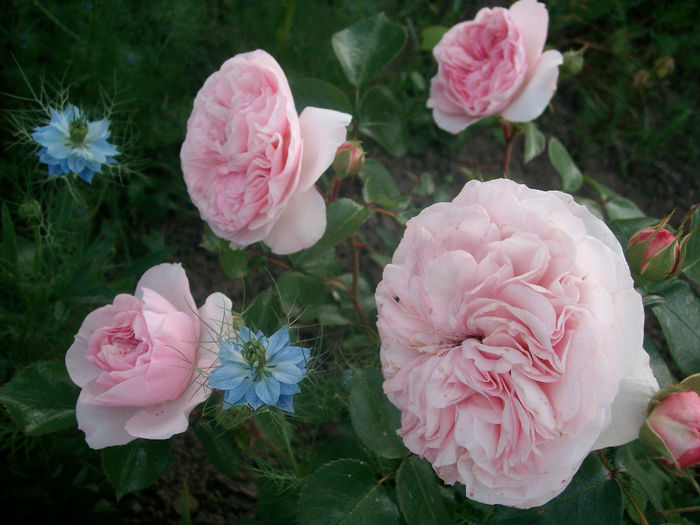 SANY9359 - Trandafiri 2014