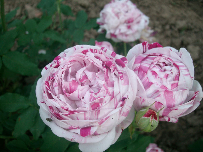 SANY9372 - Trandafiri 2014