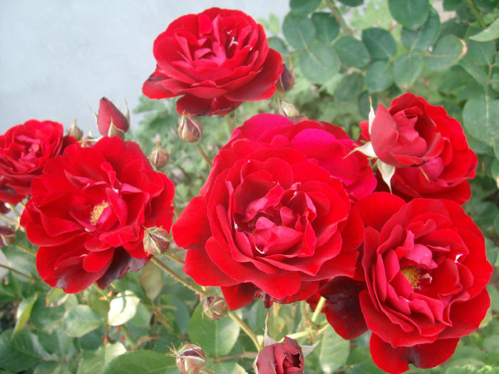 SANY9444 - Trandafiri 2014