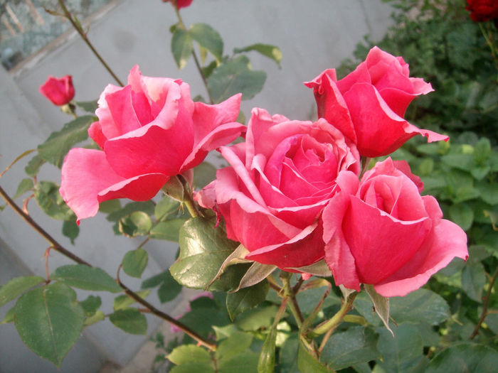 SANY9454 - Trandafiri 2014