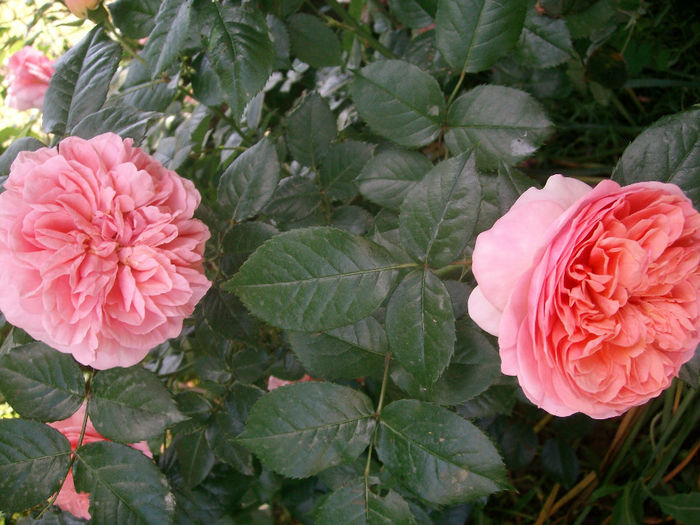 SANY9457 - Trandafiri 2014