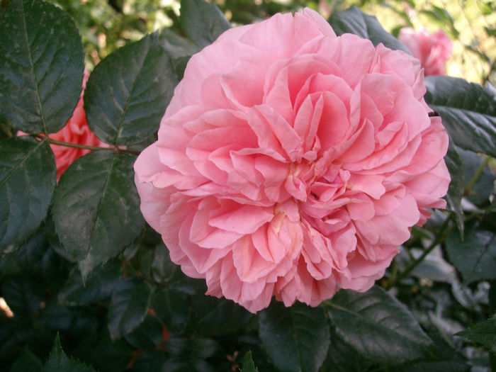 SANY9458 - Trandafiri 2014