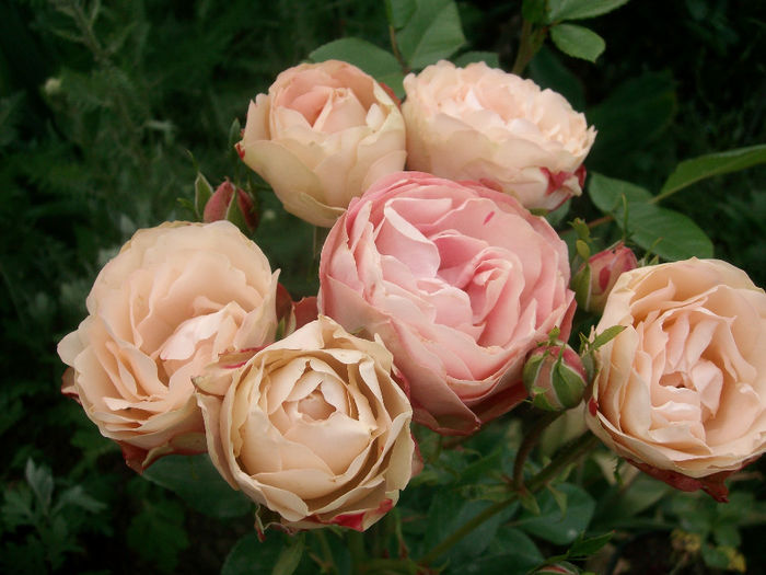 SANY9487 - Trandafiri 2014