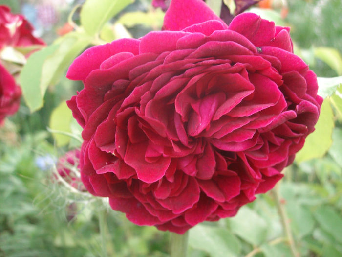 SANY9494 - Trandafiri 2014