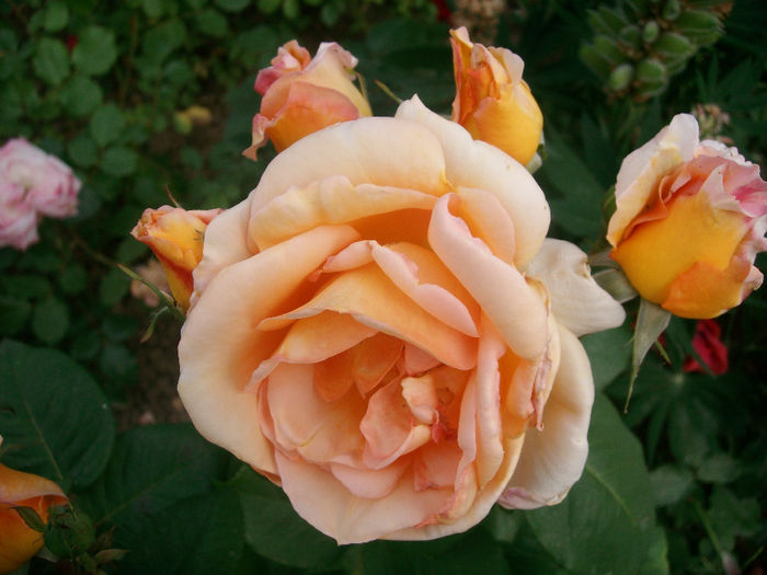 SANY9530 - Trandafiri 2014