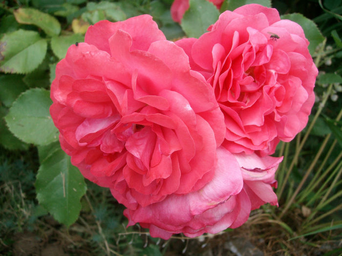 SANY9579 - Trandafiri 2014