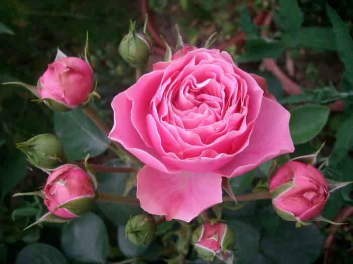 SANY9581 - Trandafiri 2014