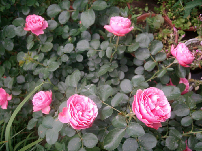 SANY9583 - Trandafiri 2014