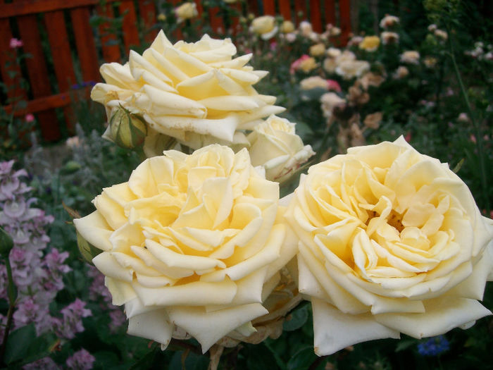 SANY9611 - Trandafiri 2014