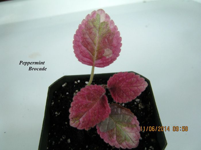 Peppermint Brocade - Episcia_P