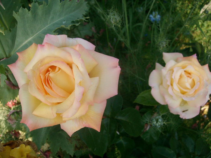 SANY9621 - Trandafiri 2014