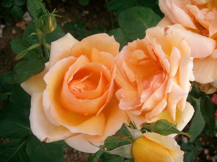 SANY9650 - Trandafiri 2014