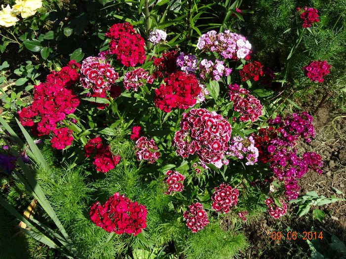 DSC04674 - Plante in gradina 2014