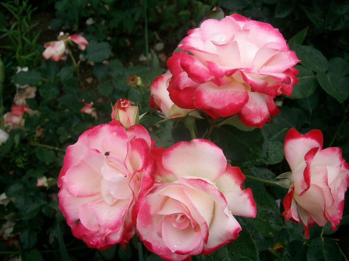 SANY9667 - Trandafiri 2014