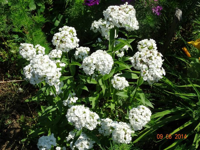 DSC04689 - Plante in gradina 2014