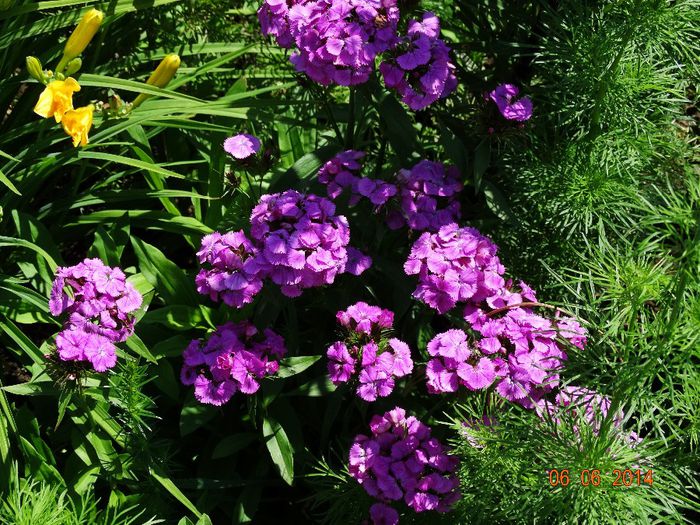 DSC04282 - Plante in gradina 2014