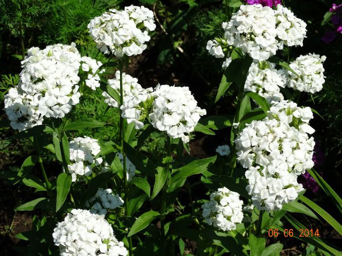 DSC04281 - Plante in gradina 2014