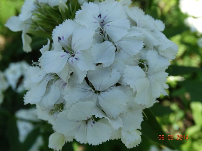 DSC04280 - Plante in gradina 2014