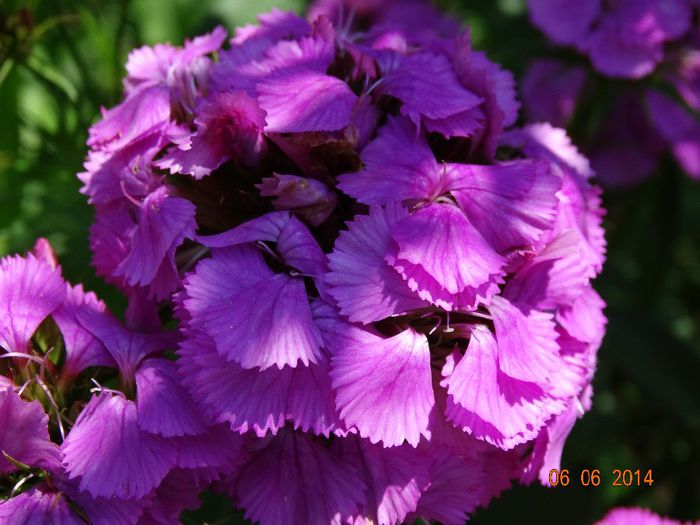 DSC04277 - Plante in gradina 2014
