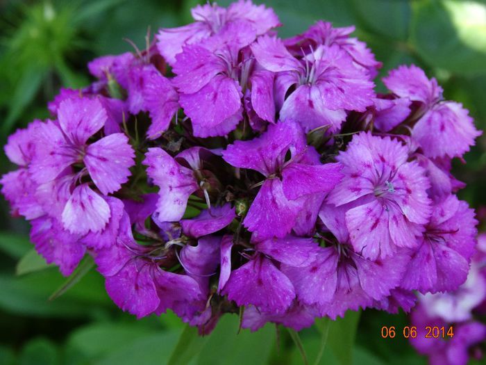 DSC04276 - Plante in gradina 2014