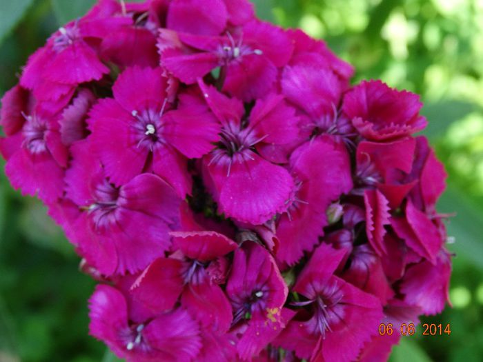 DSC04275 - Plante in gradina 2014