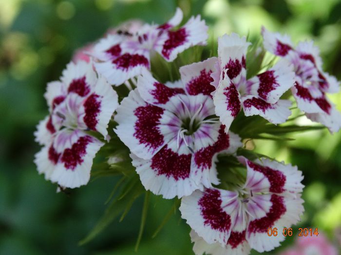 DSC04273 - Plante in gradina 2014