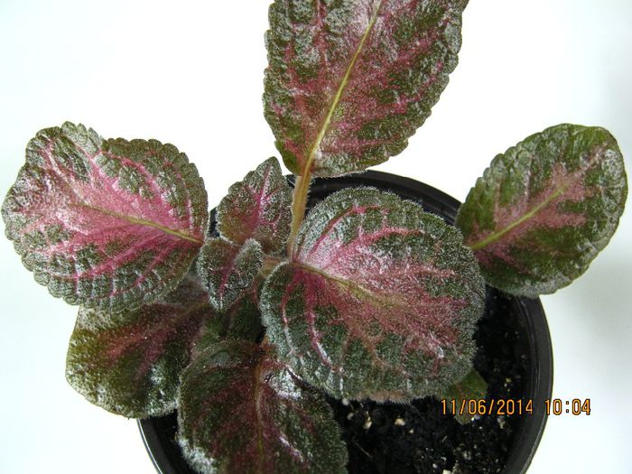 NOID 3 - Episcia NOID