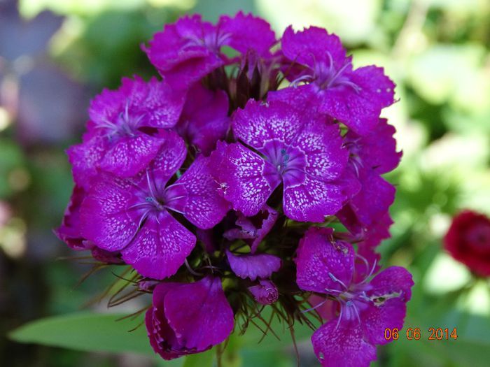 DSC04272 - Plante in gradina 2014