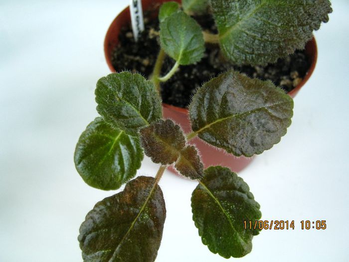 NOID 4 - Episcia NOID