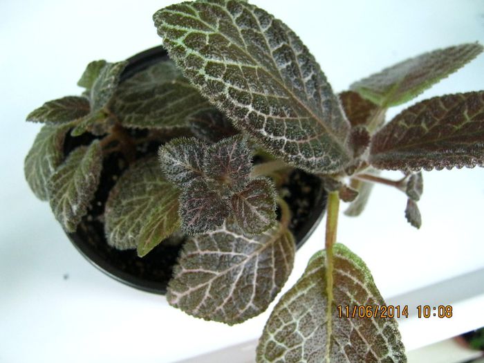 NOID 5 - Episcia NOID