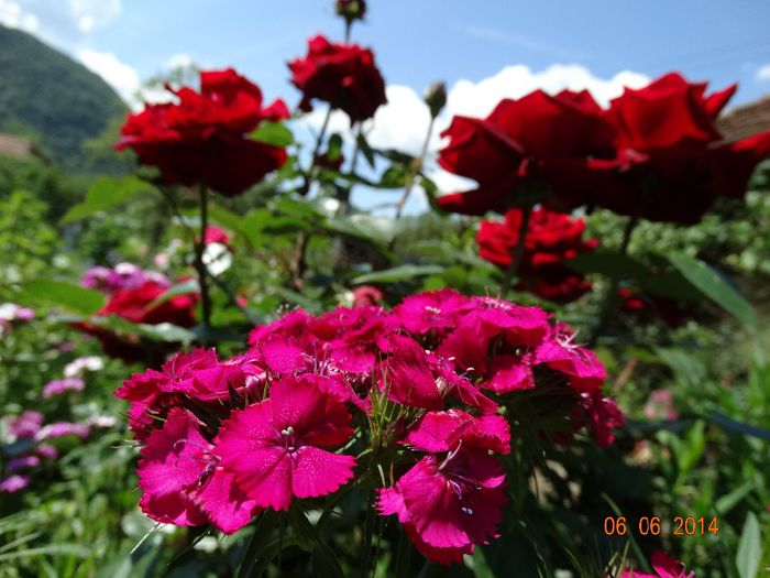 DSC04248 - Plante in gradina 2014