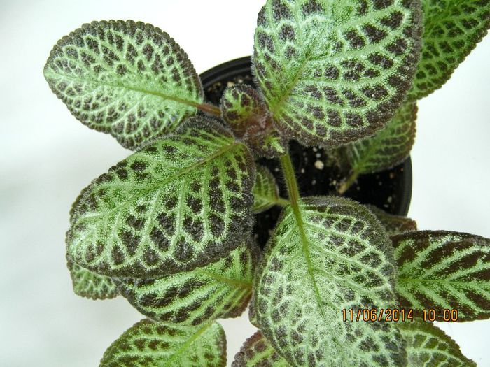 NOID 6 - Episcia NOID