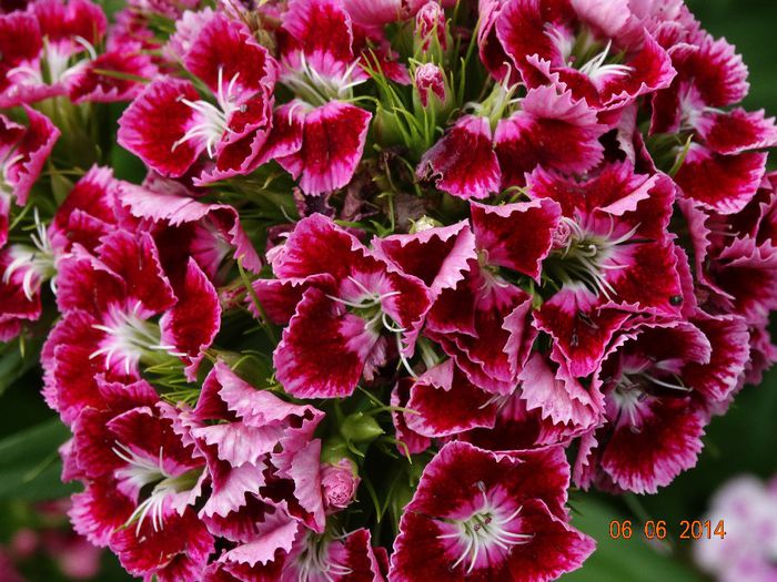 DSC04412 - Plante in gradina 2014
