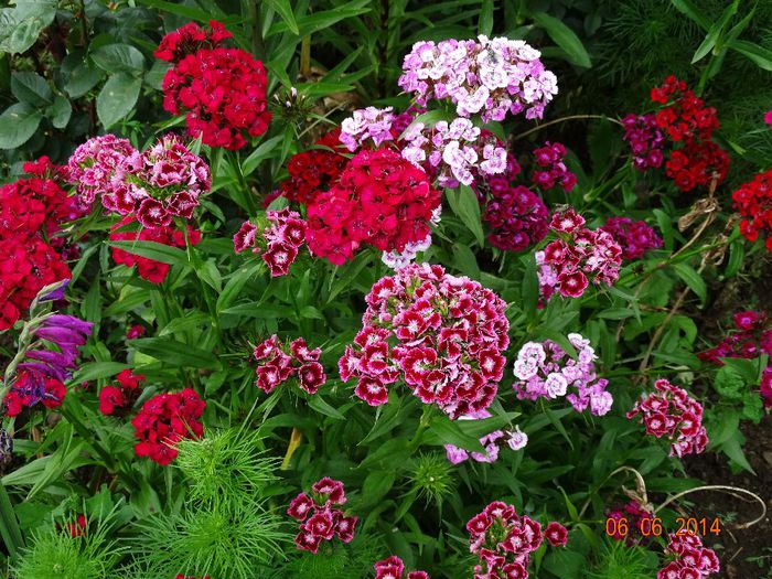 DSC04417 - Plante in gradina 2014