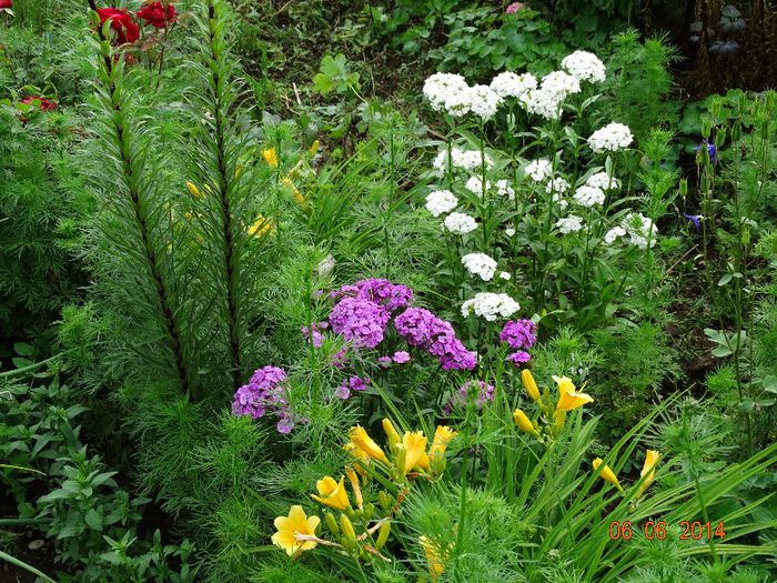 DSC04418 - Plante in gradina 2014