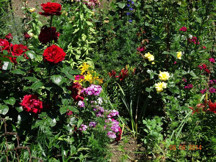 DSC04463 - Plante in gradina 2014