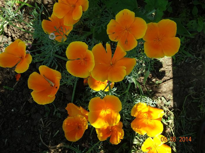 DSC04677 - Plante in gradina 2014