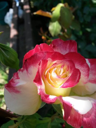 double delight