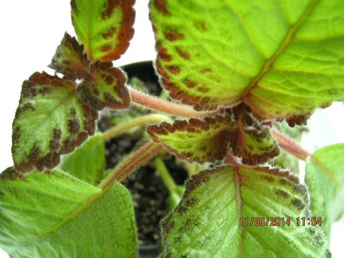 NOID 7 - Episcia NOID