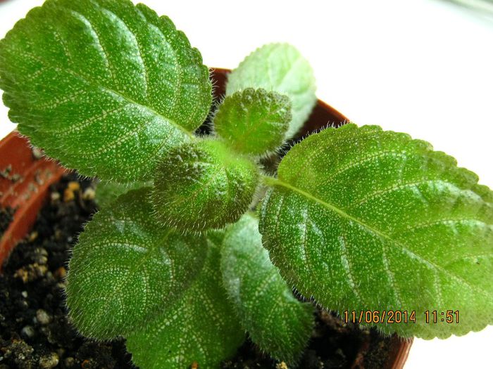 NOID 8 - Episcia NOID