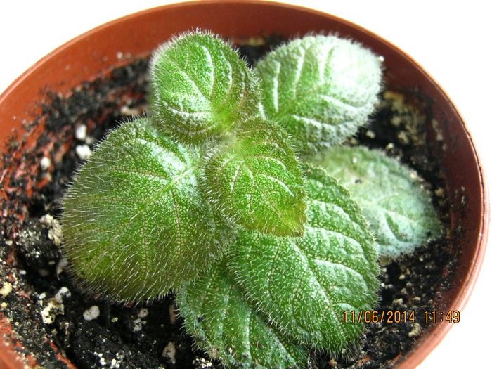 NOID 9 - Episcia NOID