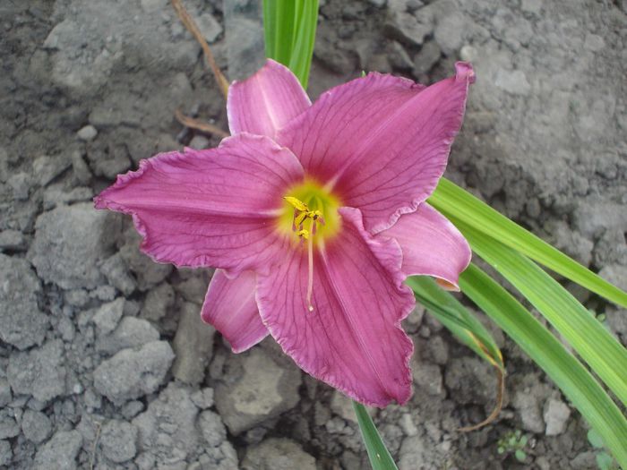 Chicago Royal Robe - hemerocallis 2014