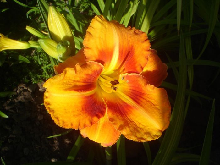 Tigger - hemerocallis 2014