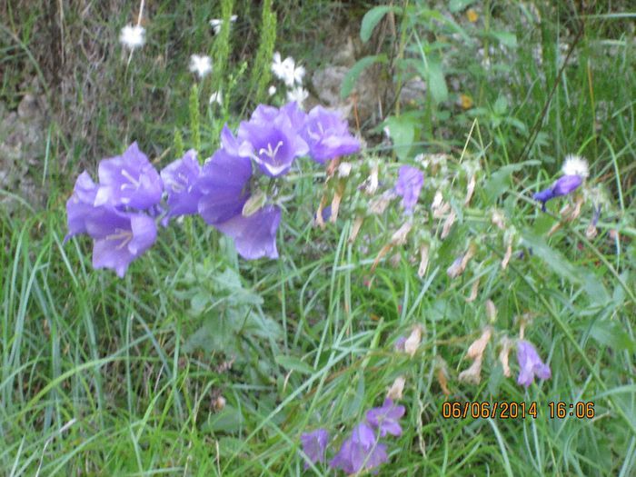 IMG_5985 - Sohodol iunie 2014