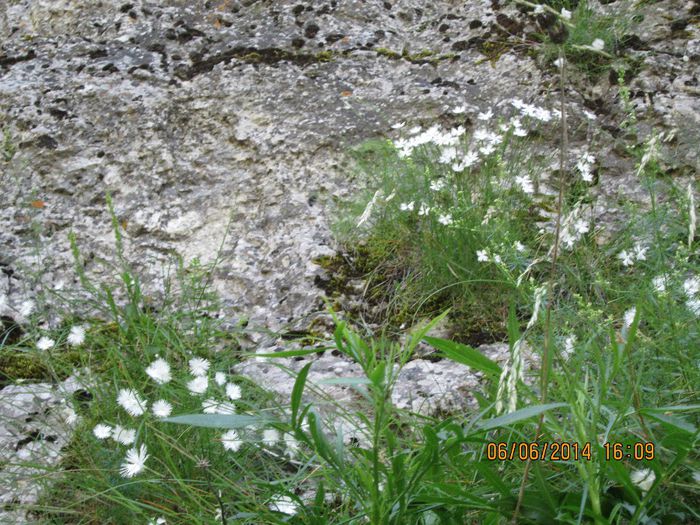 IMG_5986 - Sohodol iunie 2014