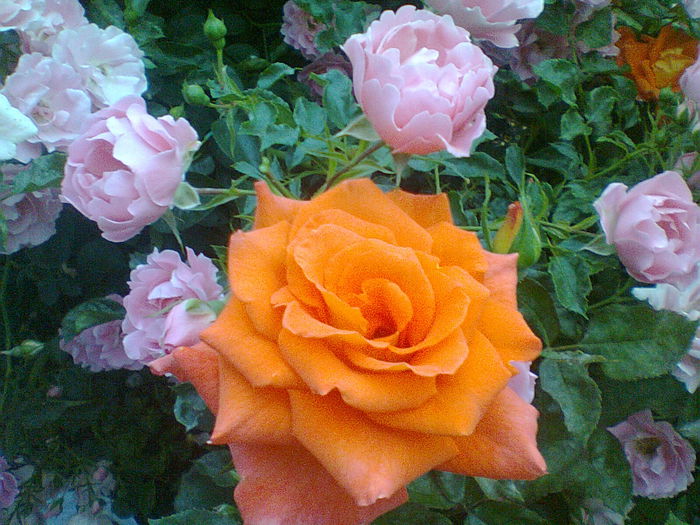 Sommerwind + nec. portocaliu - gradina 2014 trandafiri