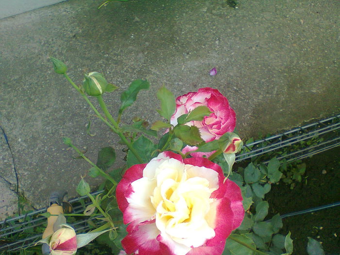 DOUBLE DELIGHT