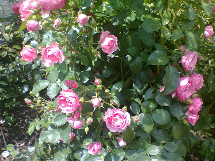 pomponela - gradina 2014 trandafiri