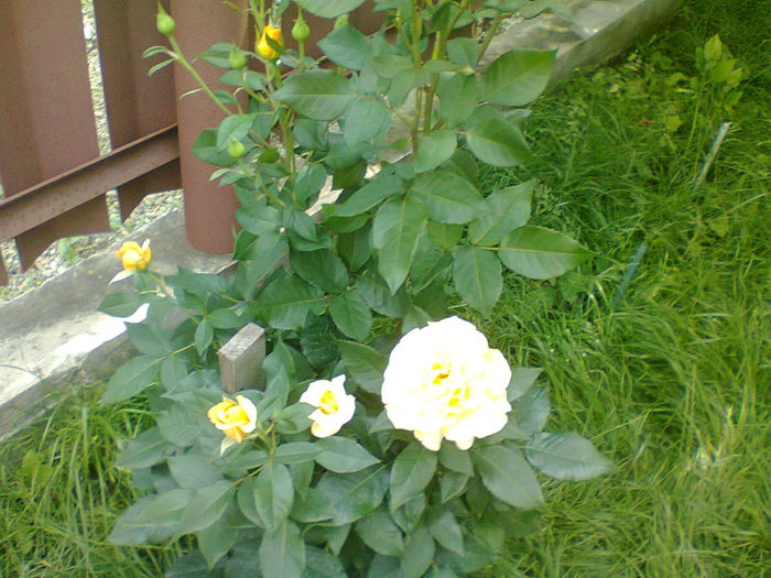 Sunstar - gradina 2014 trandafiri