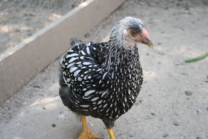 la tara 09.06.2014 006